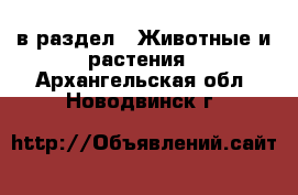 в раздел : Животные и растения . Архангельская обл.,Новодвинск г.